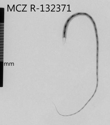 Media type: image;   Herpetology R-132371 Aspect: dorsoventral x-ray